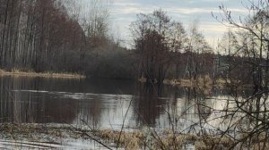 Весенняя  охота, работа дратхара по утке