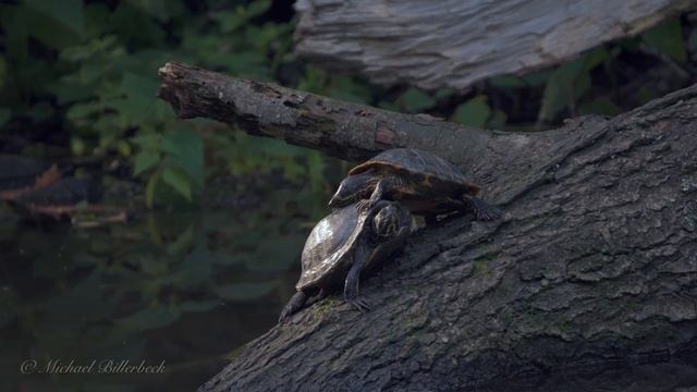 Red-eared Sliders or Red-eared Terrapins (Trachemys scripta elegans) смотреть онлайн