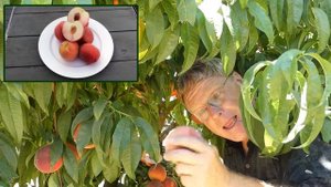 White Lady Peach | NatureHills.com