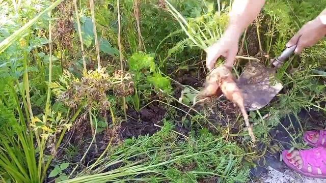 🥕 Выкапываю морковь 31 августа 2024. Сорт Лосиноостровская