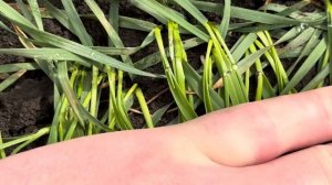 Озимая пшеница Гром/пар 27.3.25