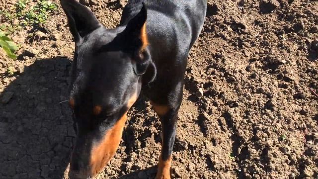 Виноградник,шпалера и моя собака смотреть онлайн