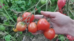 Собираю томаты перед заморозком. Утром все покрыл иней! Классные сорта помидор.