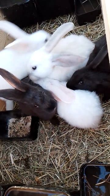 Кролики. Оближи меня. #rabbit #кролик #кролики_разведение #кролики_разведение #rabbitbreeds #bunny
