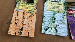 Сажаю лапчатку, шток-розу, наперстянку, колокольчик. Высаживаю томаты, перец в теплицу
