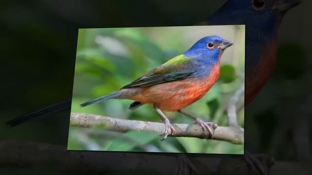 Пение птиц – релаксирующая музыка под пение птиц смотреть онлайн