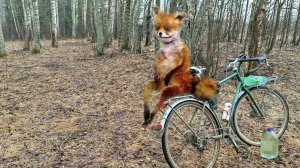 встретил лесную лису потрогал даже 🌲🫳🦊🤷🌲 сколько берёзового сока собрал за неделю этою весною