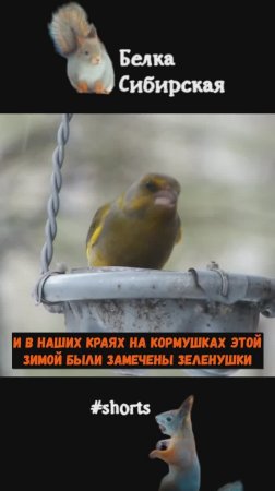 Зеленушки прилетели уже в марте