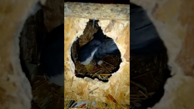 Кареллы смотреть онлайн