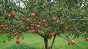 Виноград Агат Донской характеристика и описание сорта - Ягоды