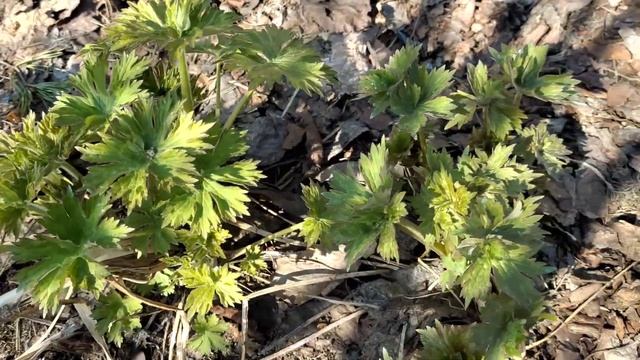 Прогулка по апрельскому садуПодкормка тюльпанов и гортензийОбрезка гравилата✂️Полив сада