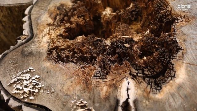 Благотворительный проект | АТОМИ х ПОСАДИ ЛЕС смотреть онлайн