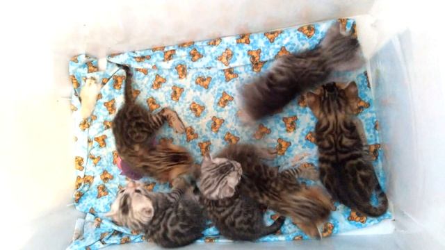 Бенгальские котята три недели. Научились сидеть стоять и учатся ходить