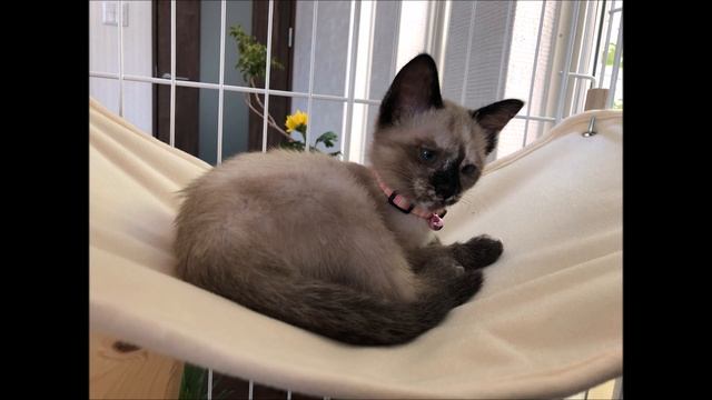 発声練習（２０）I like oranges. He likes apples. смотреть онлайн