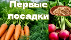 Посадка ранней зелени, редиса и моркови в неотапливаемой теплице. 31 марта. Тула