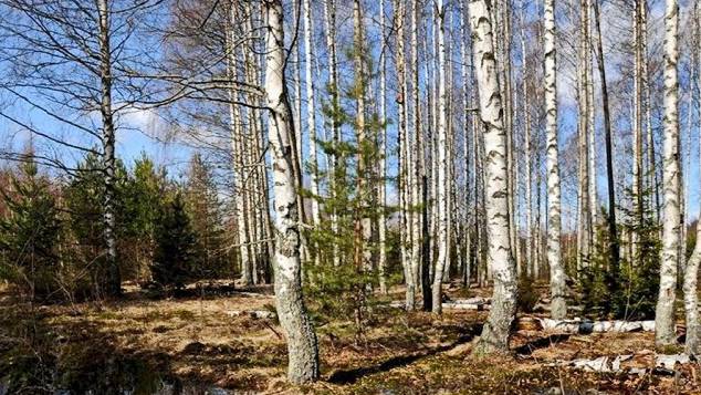 НАГОРНАЯ ПРОПОВЕДЬ ИИСУСА ХРИСТА / МОЛИТВА В ЛЕСУ
