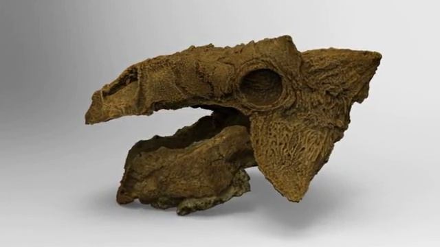 3D animation of Zuul crurivastator skull