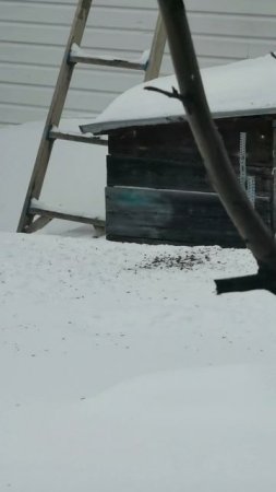 Подкармливаем наших птичек зимой