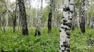 Матушка Земля белая березонька для меня Святая Русь а для других занозонька!