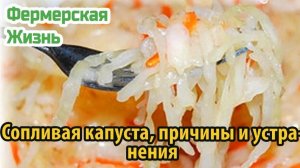 Сопливая капуста, причины и устранения