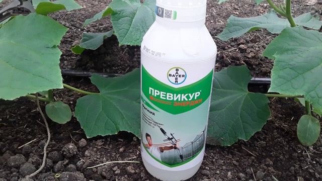 Превикур энерджи. Как правильно использовать?! #землядел #subscribe #  превикур #Выращивание