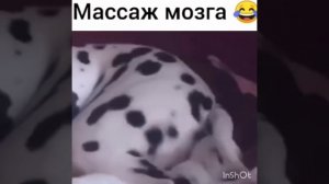 Массаж мозга😂