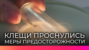 В Новгородской области зафиксированы первые укусы клещей
