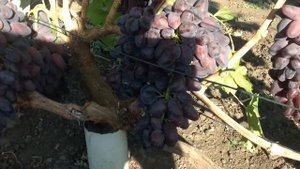 Виноград Ромео Павловского. Виноградник Блудова