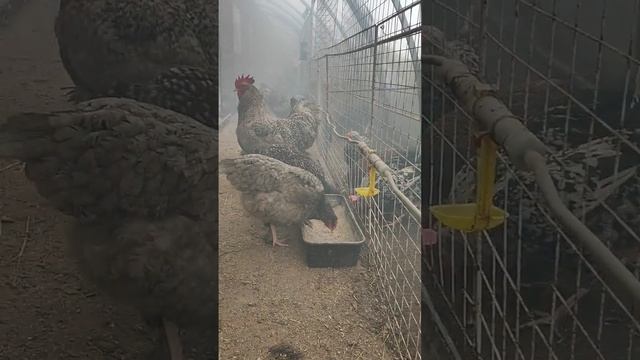 Мехеленская кукушка,#дела #домашние #курочки #цыплята ... смотреть онлайн
