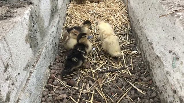 Как бубафоня стала "мачехой" | Разведение мускусных уток
