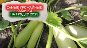 САМЫЙ УРОЖАЙНЫЙ КАБАЧОК - БЕРИТЕ НА ГРЯДКУ 2025. КАБАЧОК АЖУР - НЕ ПОДВЕДЕТ С УРОЖАЕМ НИКОГДА!