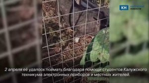 Бегающую по Калуге свинью Люцеферму поймали и отправили в центр для животных