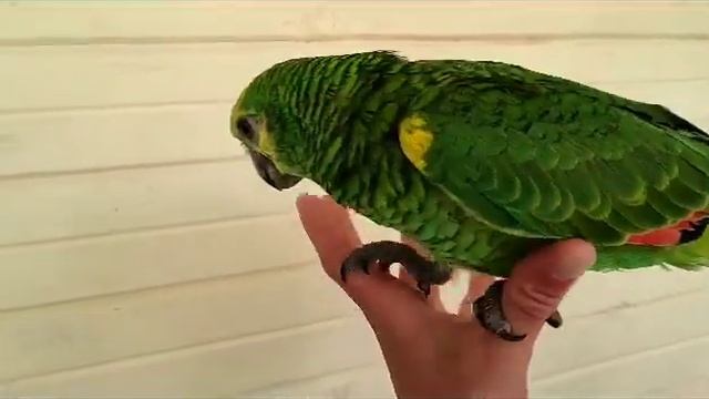 Амазон птенец Мальчик смотреть онлайн