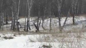 Косули. Весна 2025