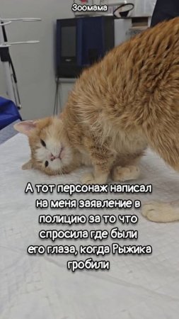 Кот Рыжик, которого я "украла" с гангреной, спустя 1 месяц