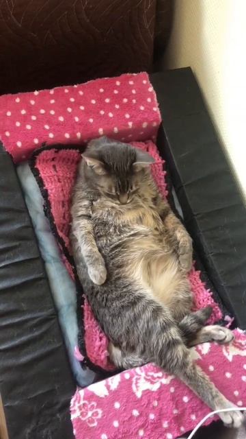 🐾 Лопнуло терпение 😅