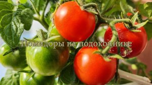 Помидоры на подоконнике.