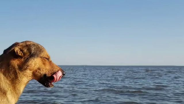 mac miller -benji the dog (cover) смотреть онлайн