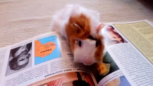 Умная свинья! смотреть онлайн