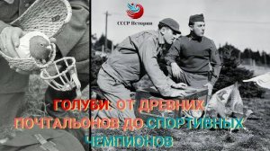 Голуби: от древних почтальонов до спортивных чемпионов