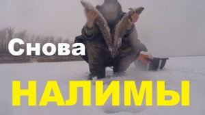 Снова НАЛИМ!