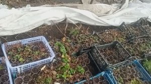 Рассада клубники весной. На ошибках учимся.