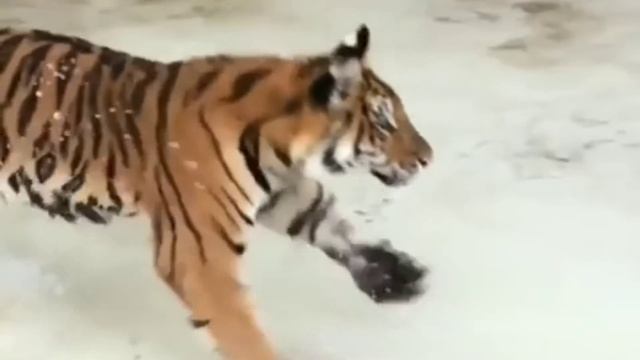 Onça Pintada (Tigre Americano) & Tigre De Bengala/Jaguar (American Tiger) & Bengal Tiger 🐆&🐅