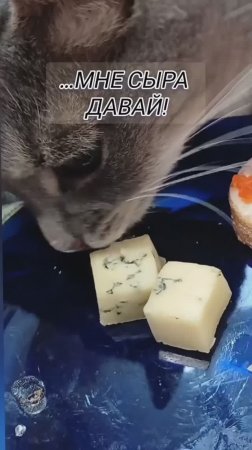 #shorts Лакомство для кота