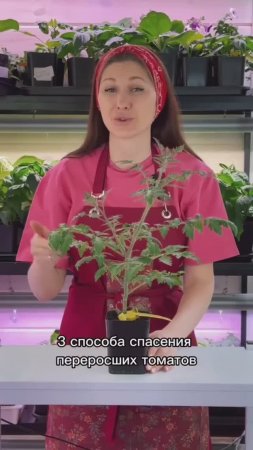 🌱 Спасаем переросшую рассаду томатов.