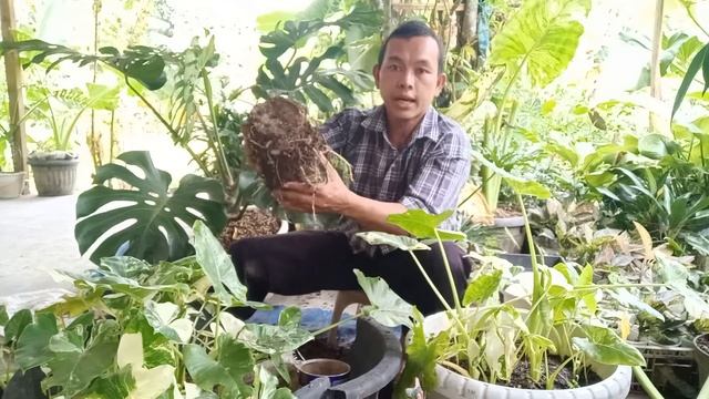 BEGINI PANEN ANAKAN SENTE VARIGATA DARI SEMAIAN UMBI, BIBITNYA SUPER VARIGATA.
