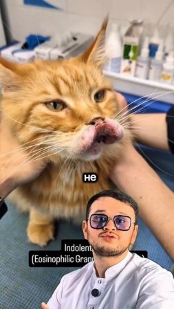 Эозинофильная гранулема у кота