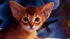 Абиссинские котята. Первые дни после переезда. GOLD VEIN СПб https://abygoldvein.ru #cat #animals