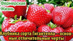 Клубника сорта Гигантелла – основные отличительные черты