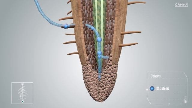CANNA RHIZOTONIC